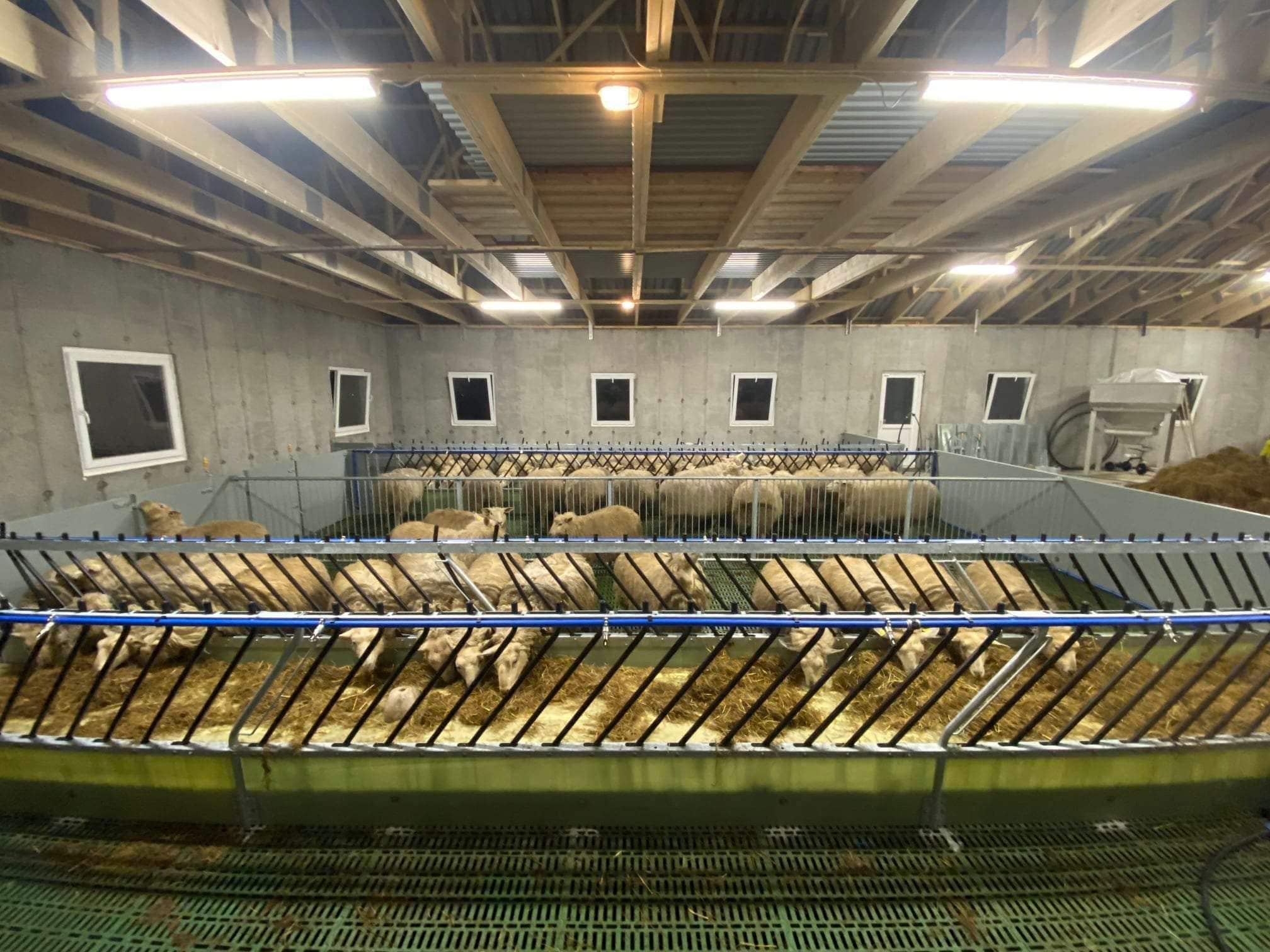 Nytt sauehus i Kopervik