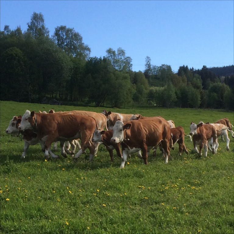 03109-Nettannonser-Va╠erkampanje-storfe2 Vårkampanje storfe