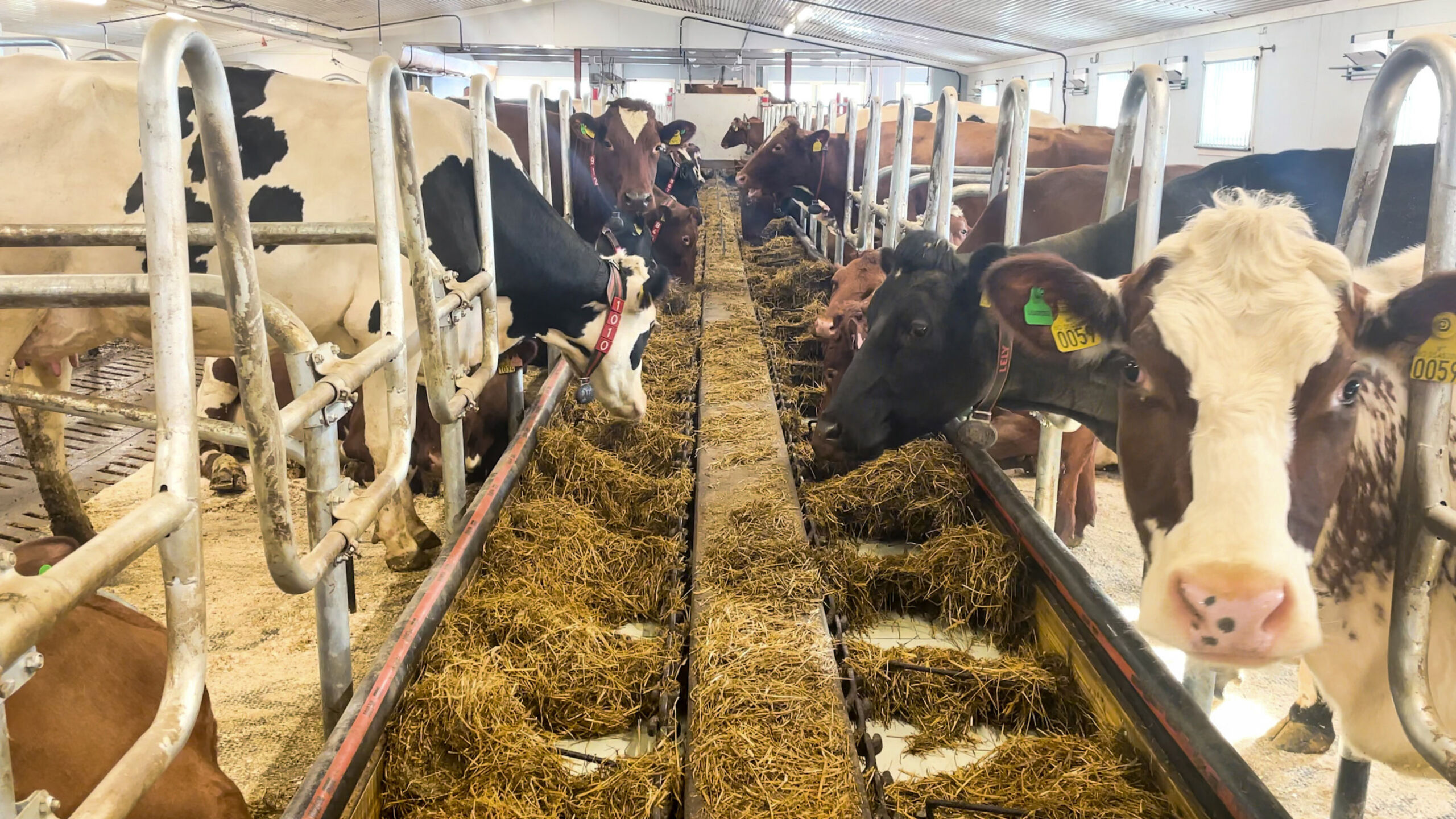 Fôringsliggebåser og påbygg hos Lisjordet gard