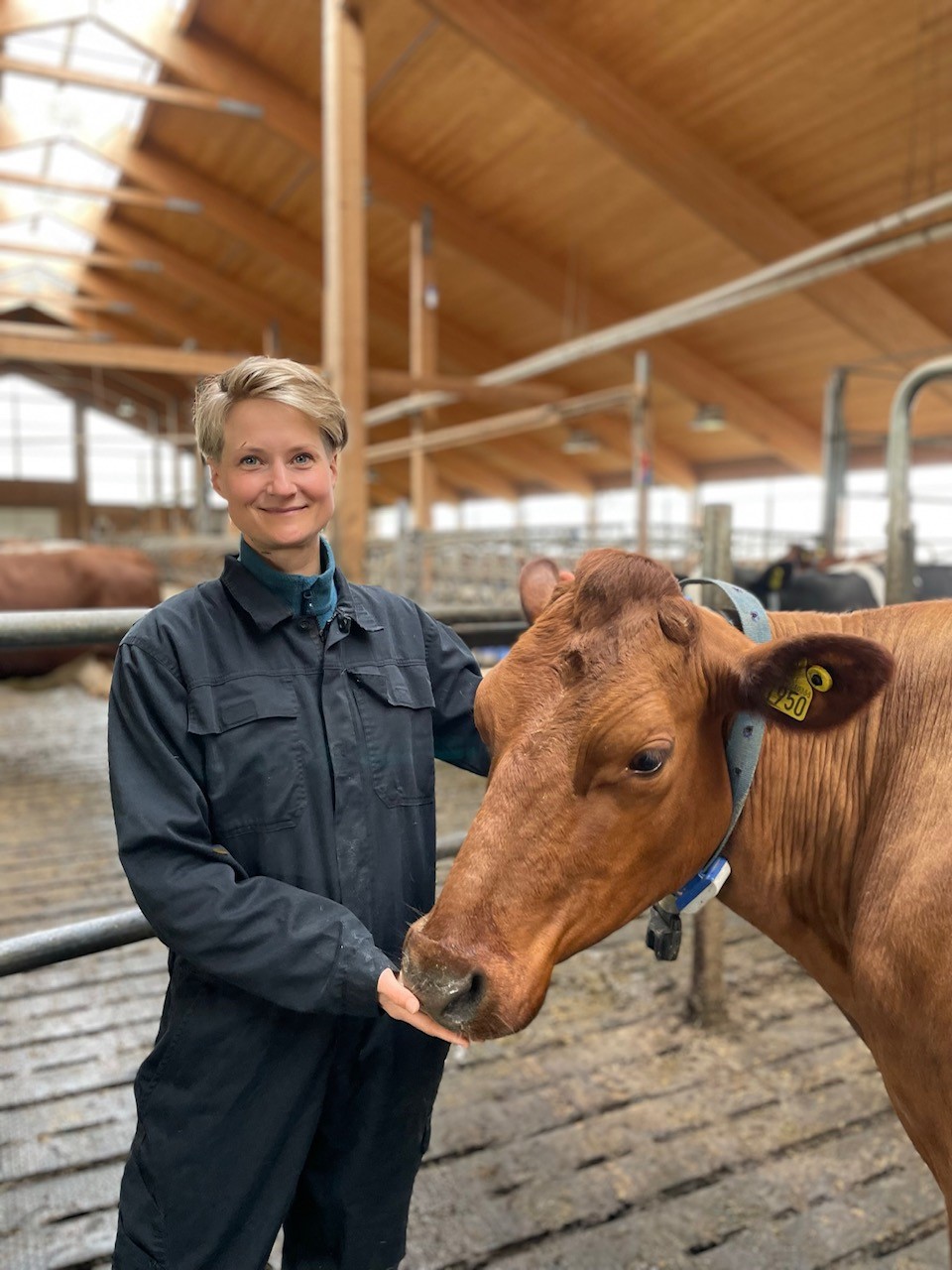 Belysning til storfe