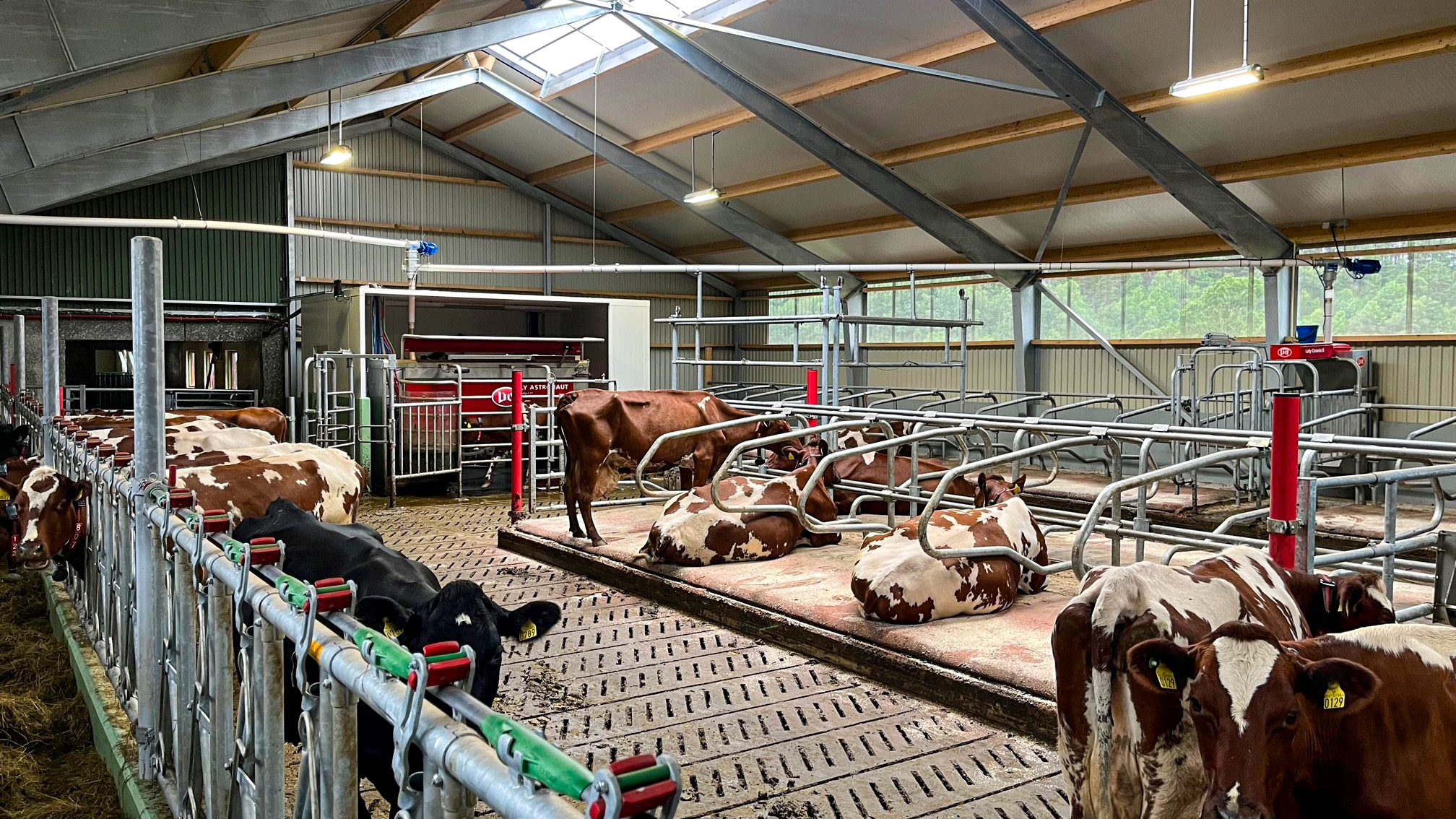 Nytt tilbygg melkekufjøs