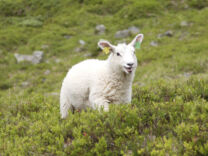 Fra fjellbeite til innsett om høsten