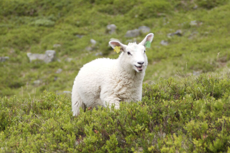 Fra fjellbeite til innsett om høsten Fra fjellbeite til innsett om høsten