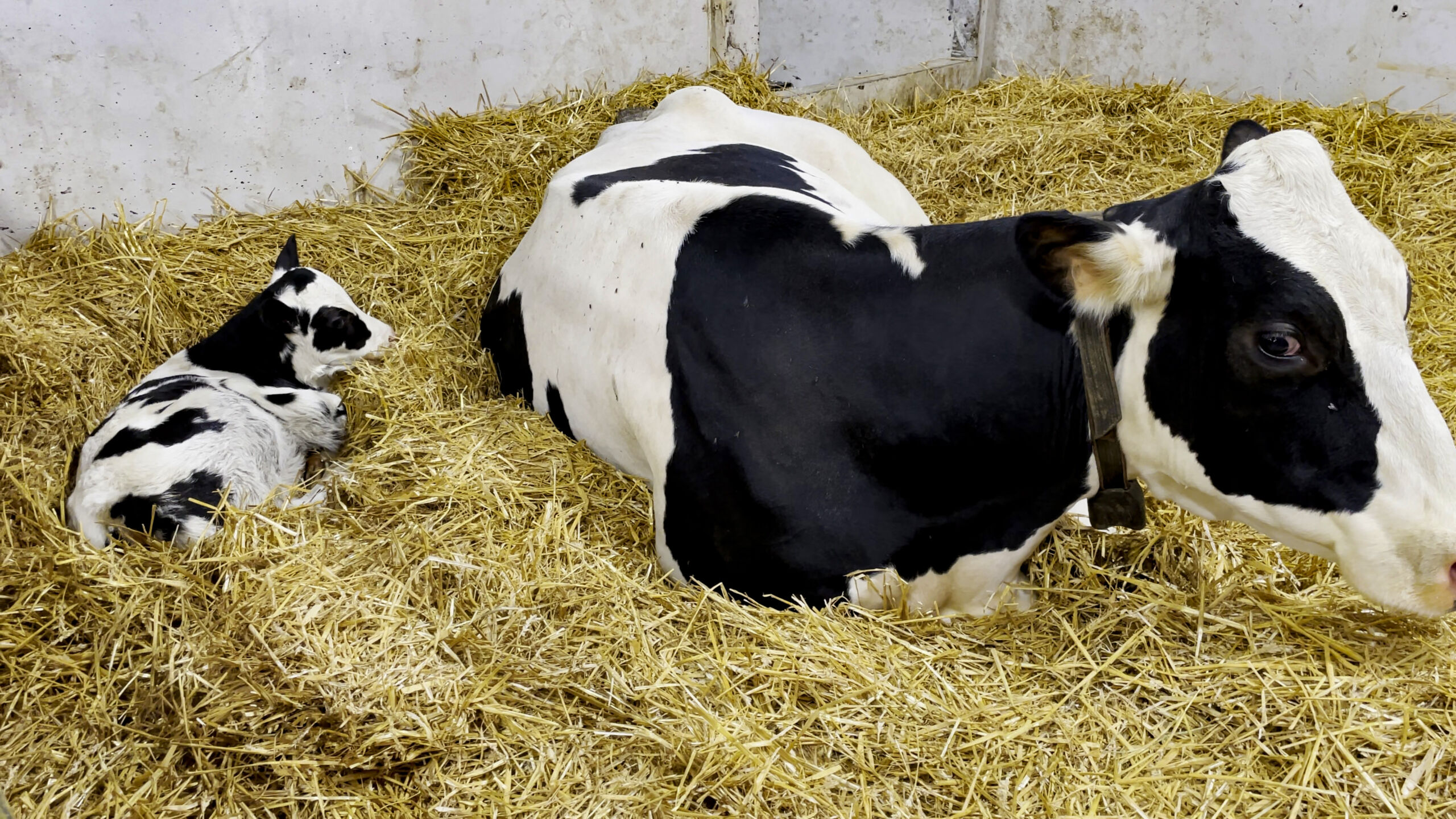 Fra én til fire mager, den viktigste delen av kua sitt liv