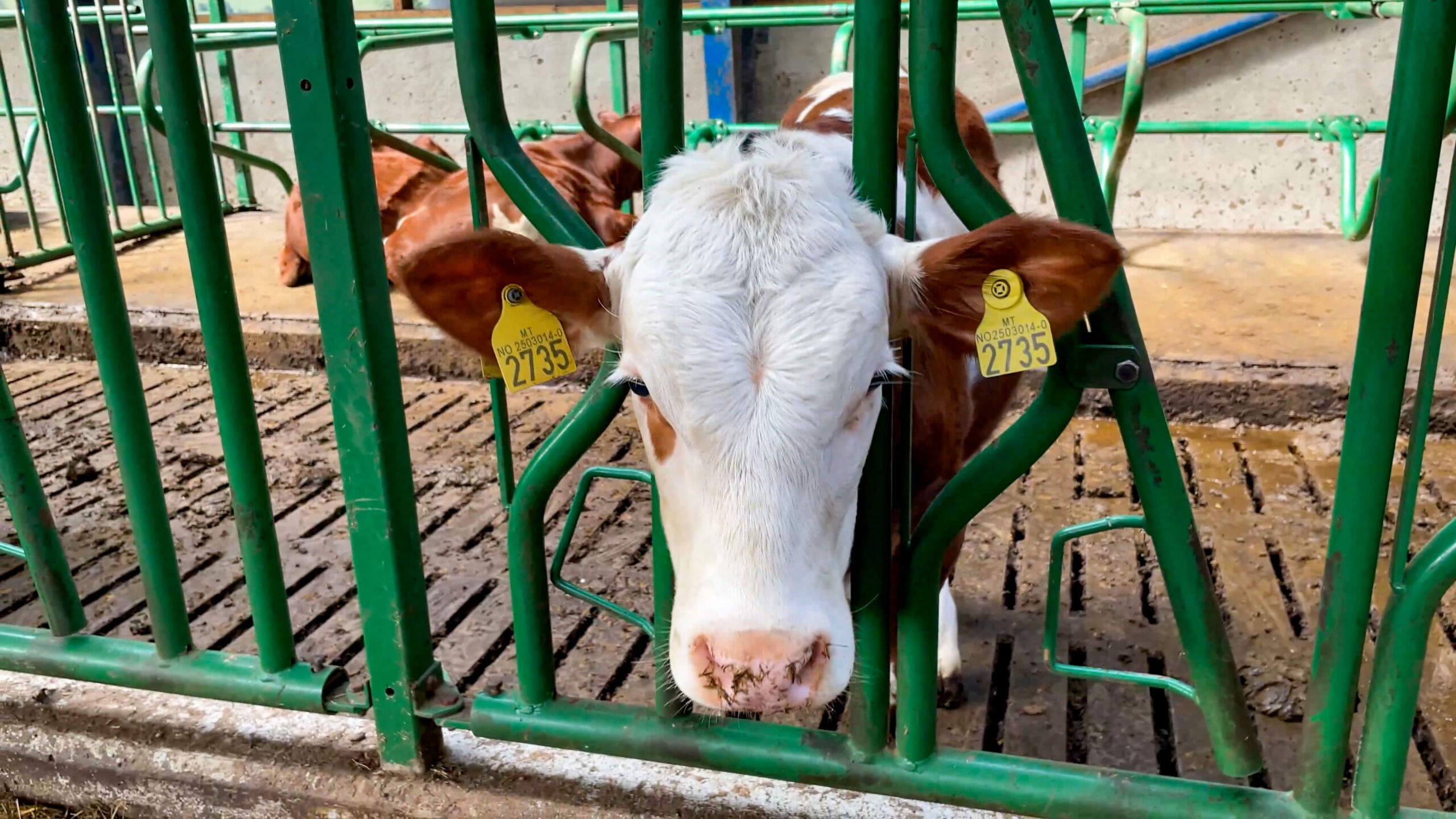 Fra kalv til kvige, fra kvige til ku