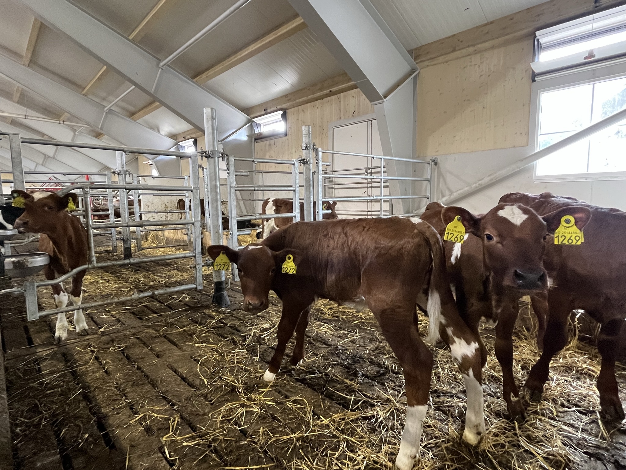 Ventilasjon hos storfe