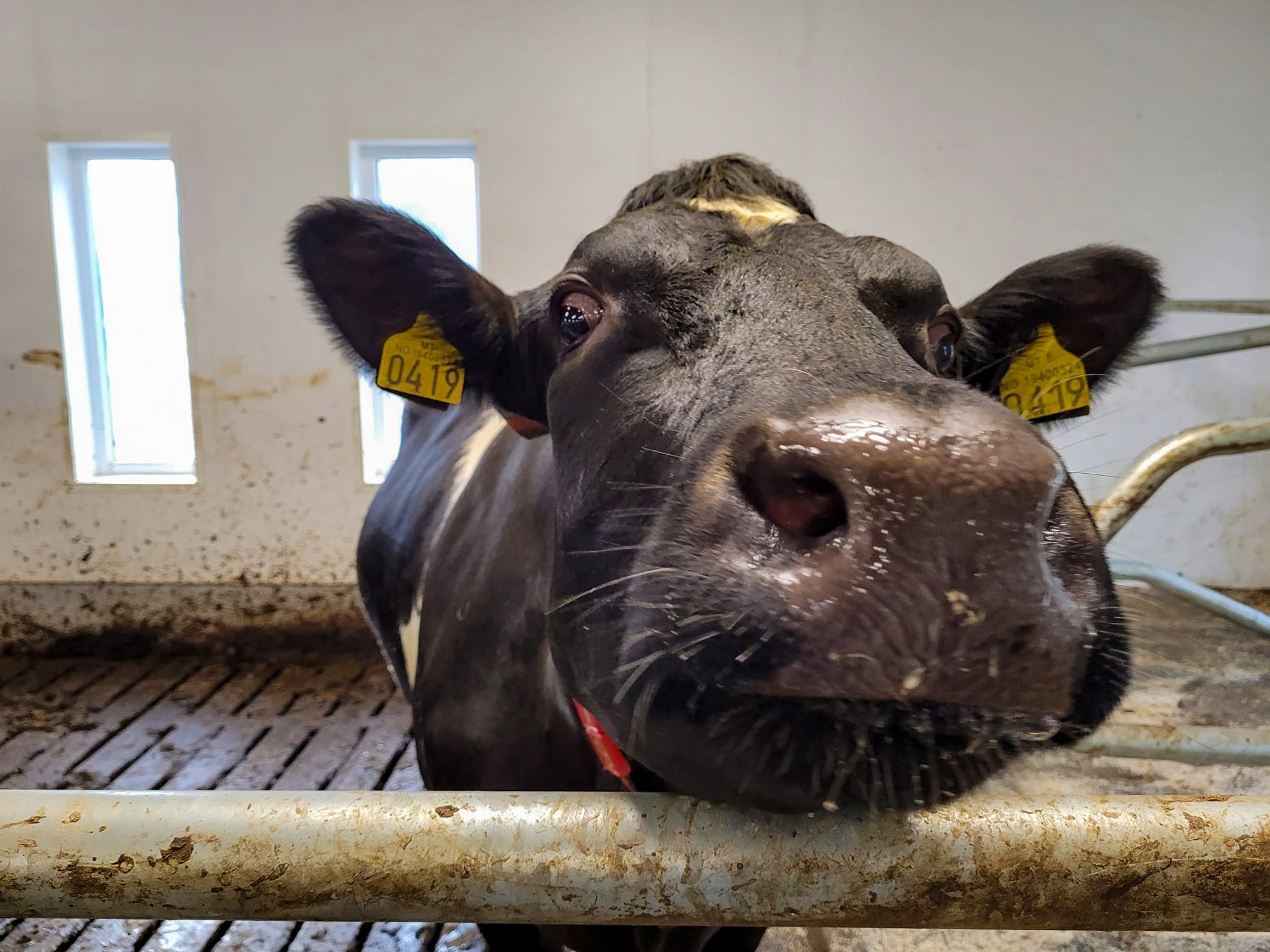 Fôring i et bærekraftsperspektiv