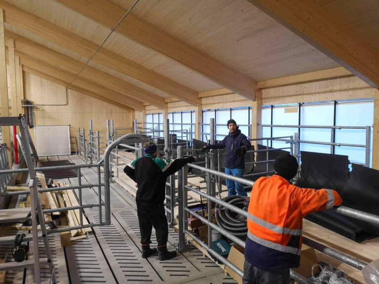 Lukkelege kyr i nyfjøset i Hjelledalen Lukkelege kyr i nyfjøset i Hjelledalen