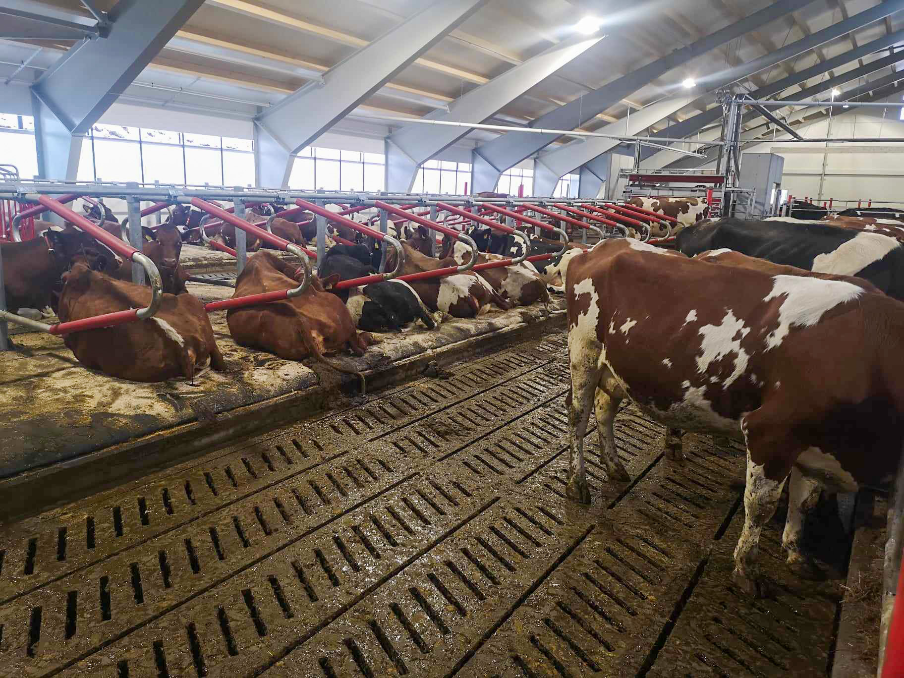 Opning av nytt fjøs i Viksdalen