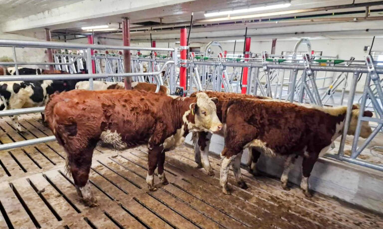 Fra båsfjøset til oksefjøs på Tynset Fra båsfjøset til oksefjøs på Tynset