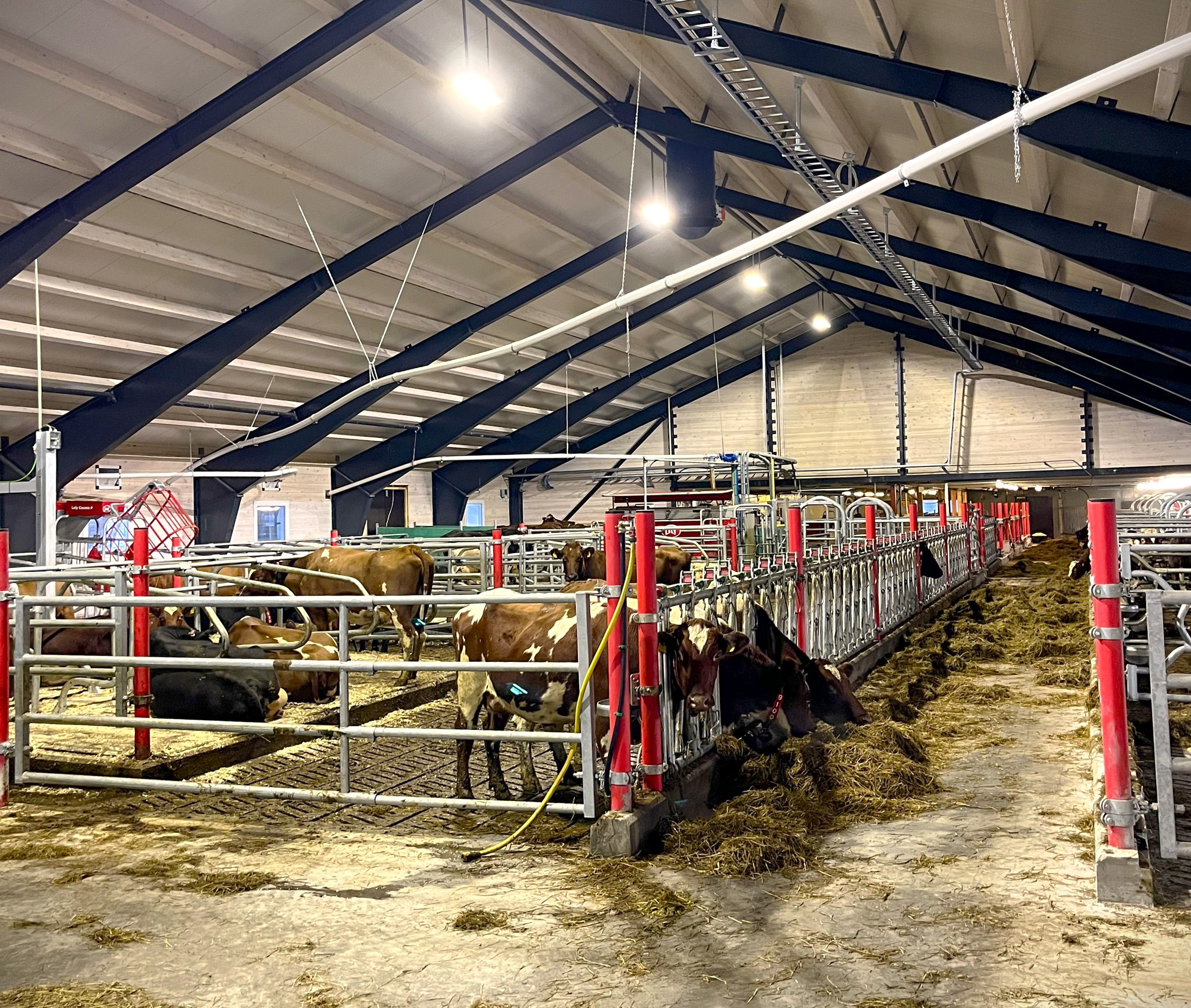 Påbygg med stålbuer og ny melkerobot på Dalholen