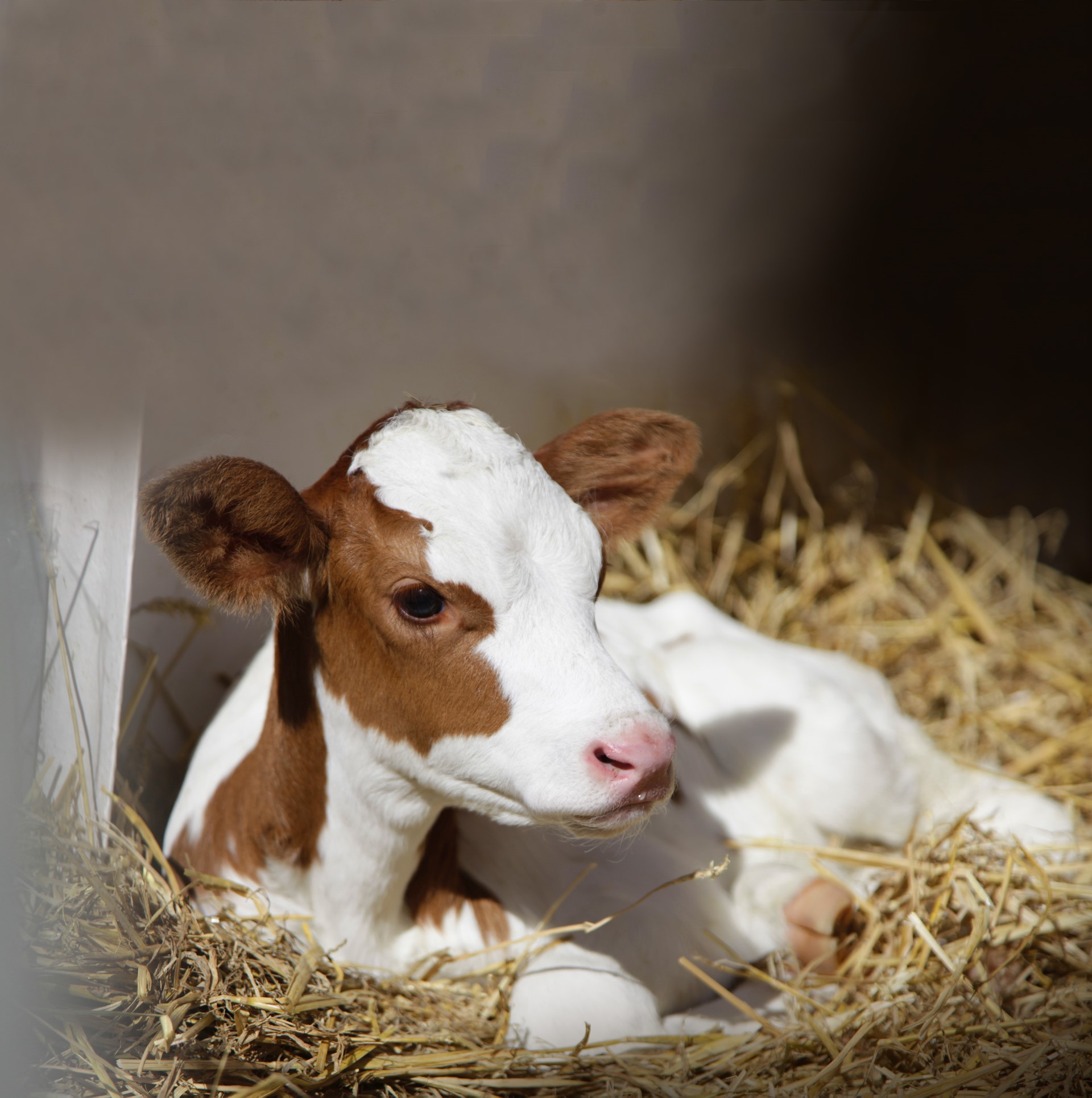 Kalv og kalvestell: Fra fødsel til avvenning