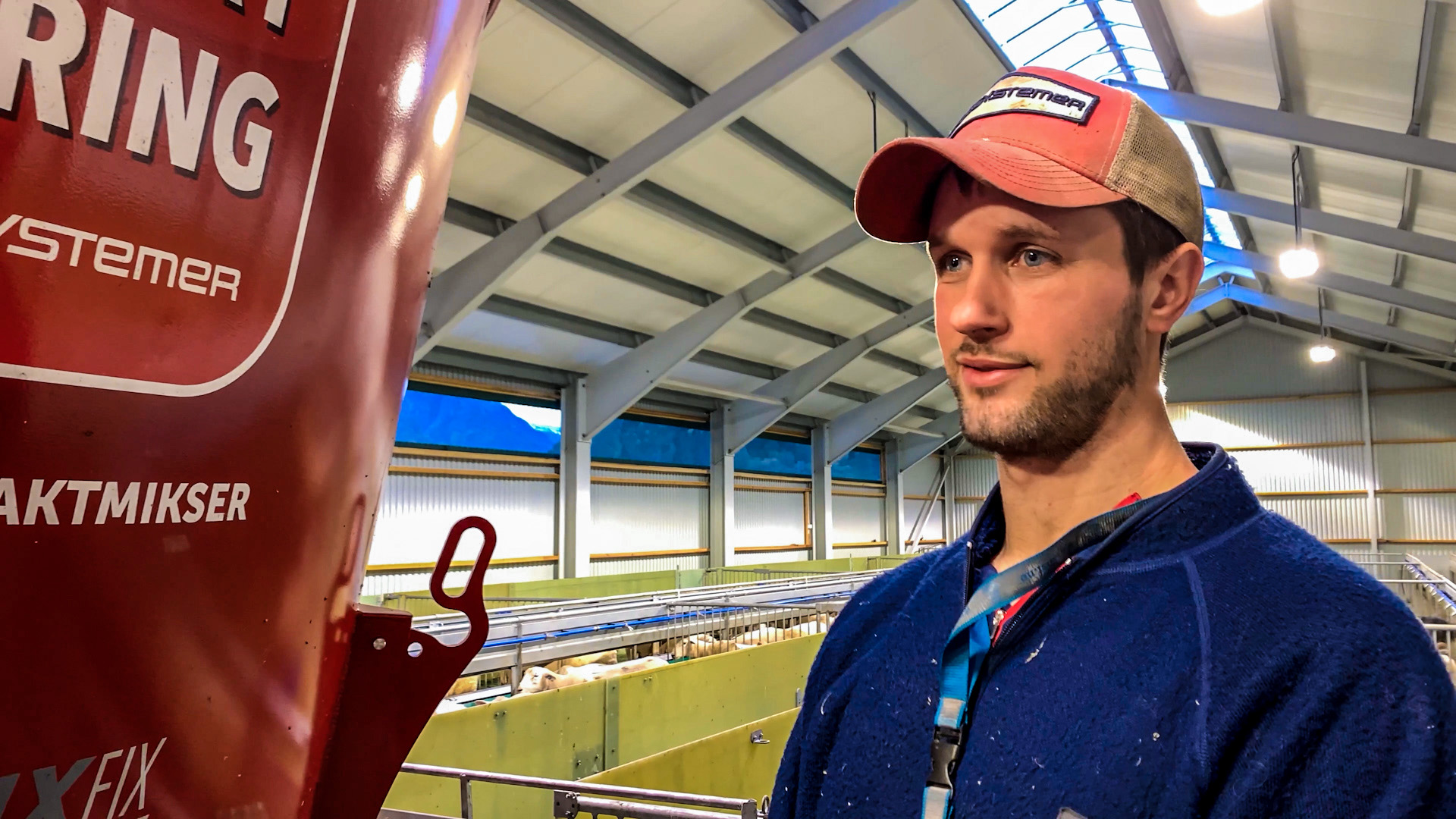 Effektivt sauefjøs med rullende fôrbrett