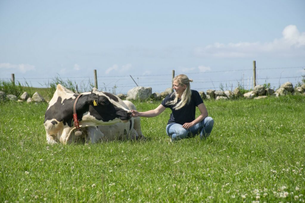 Hanne og Holstein Hanne og Holstein