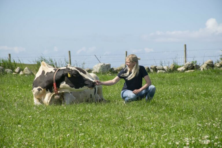 Hanne og Holstein Hanne og Holstein