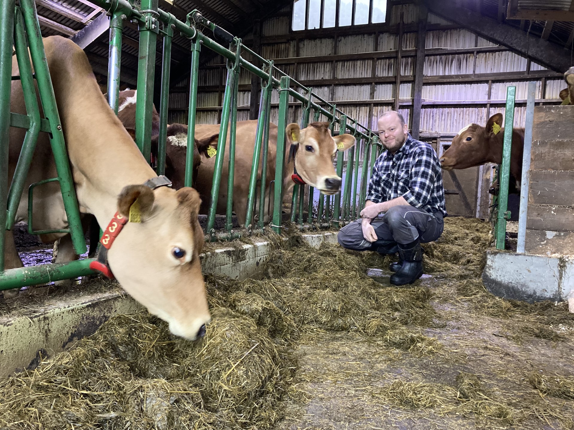 Om melkerobot i liten besetning