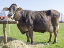 Øyvind Steinnes og Brown Swiss