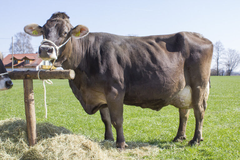 Øyvind Steinnes og Brown Swiss Øyvind Steinnes og Brown Swiss