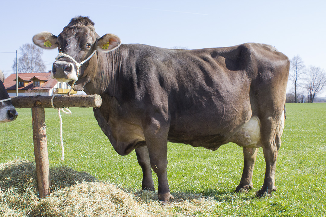 Øyvind Steinnes og Brown Swiss
