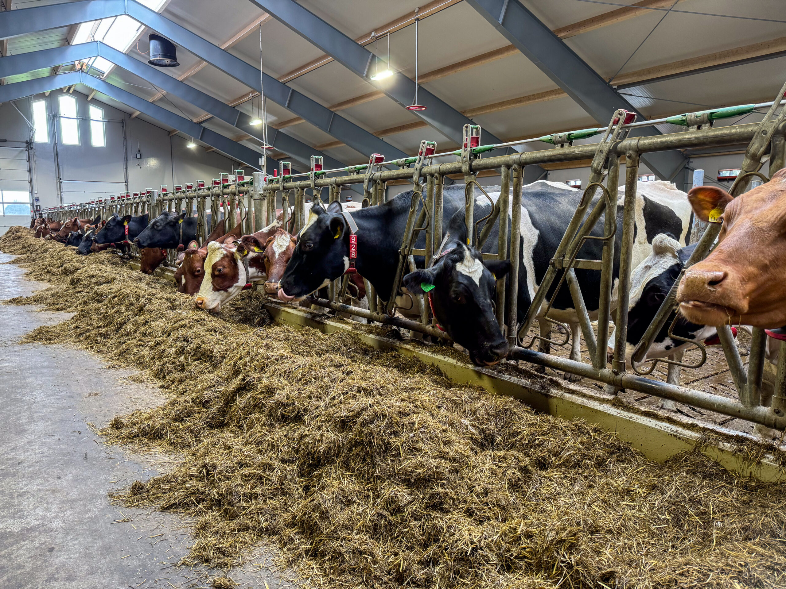 Melk 2025: Grovfôr og sinku-management