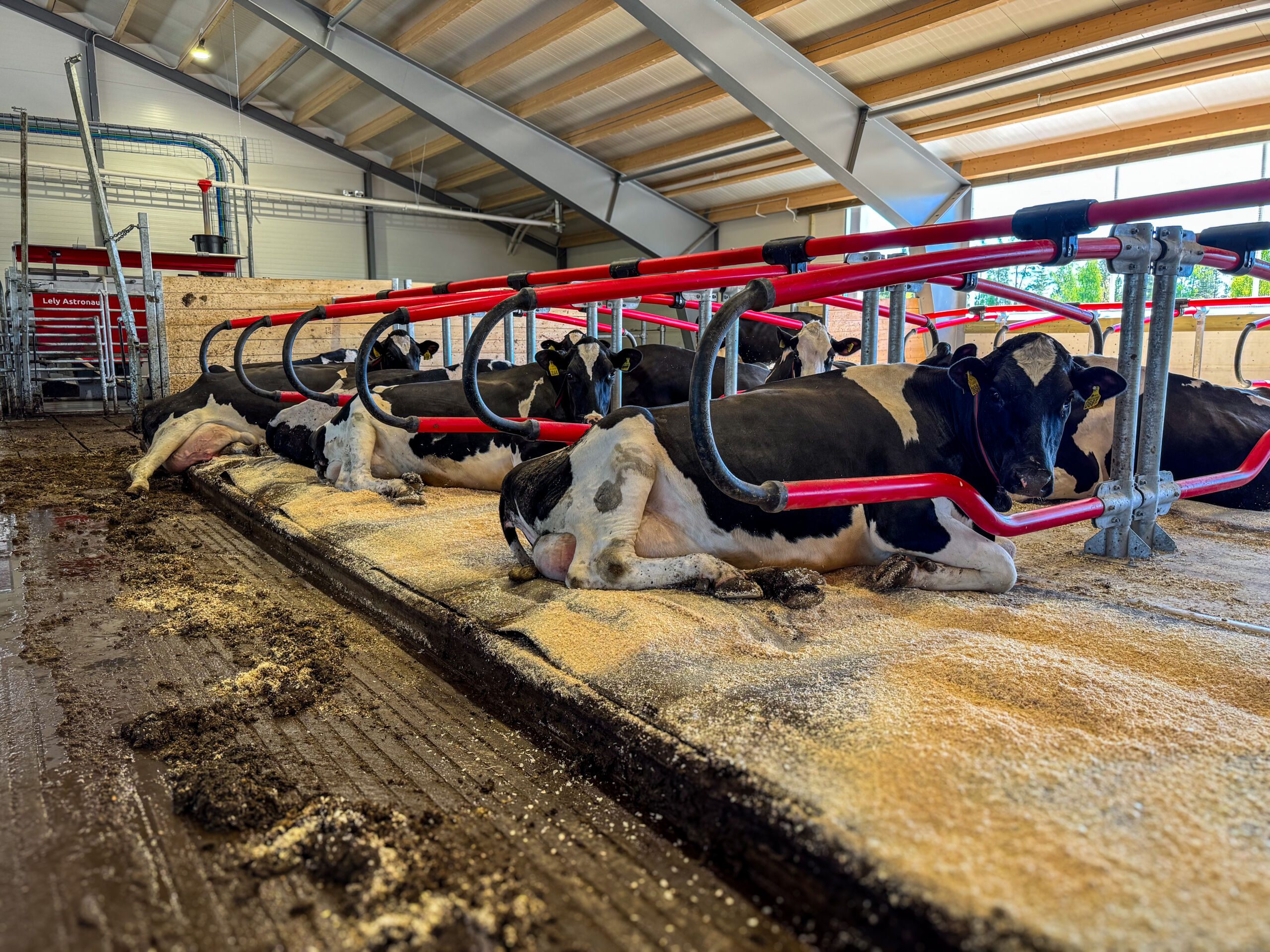 Todelt vannmadrass får kua til å flyte