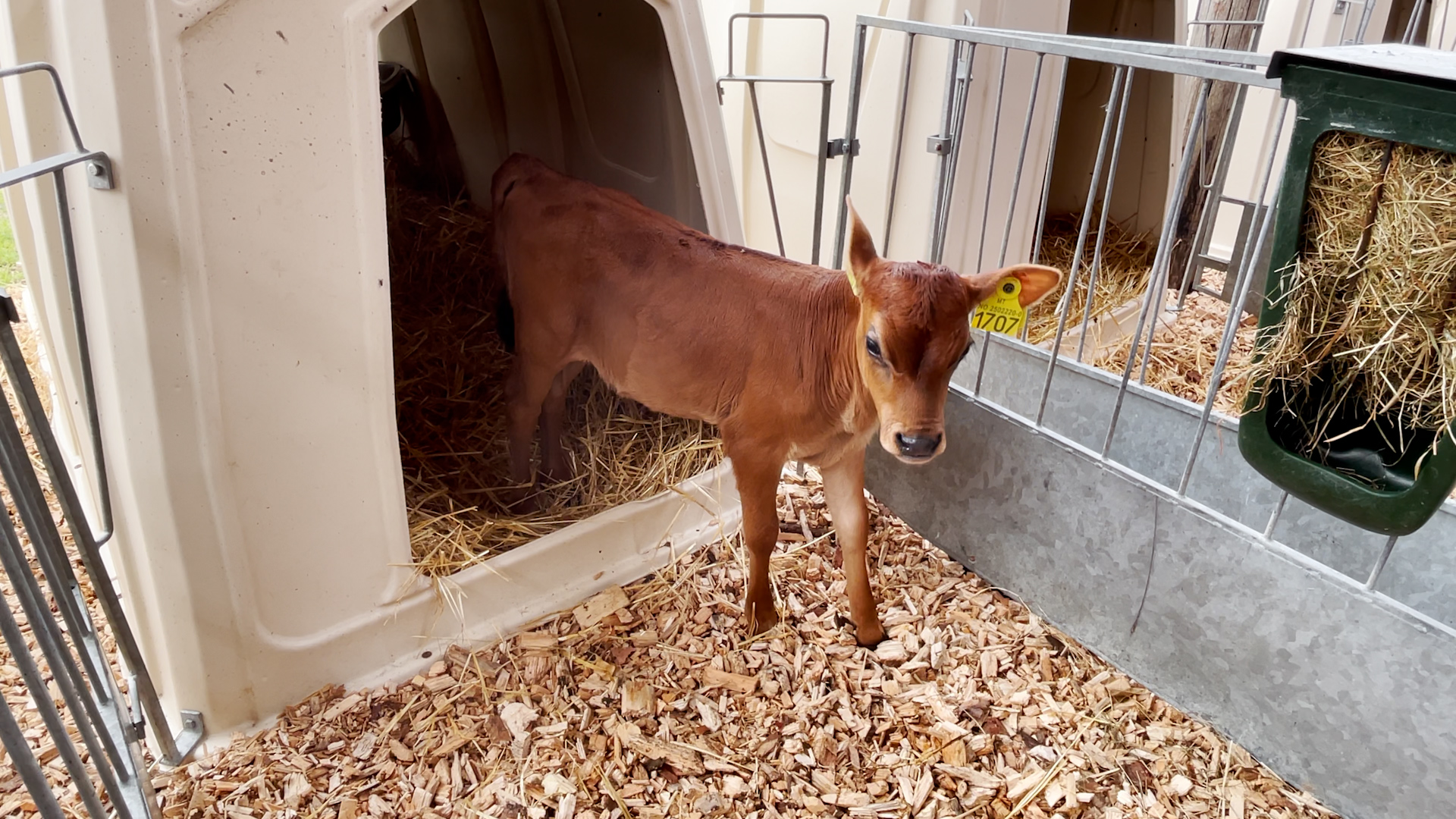 «Melk 2025» kalvefôring 