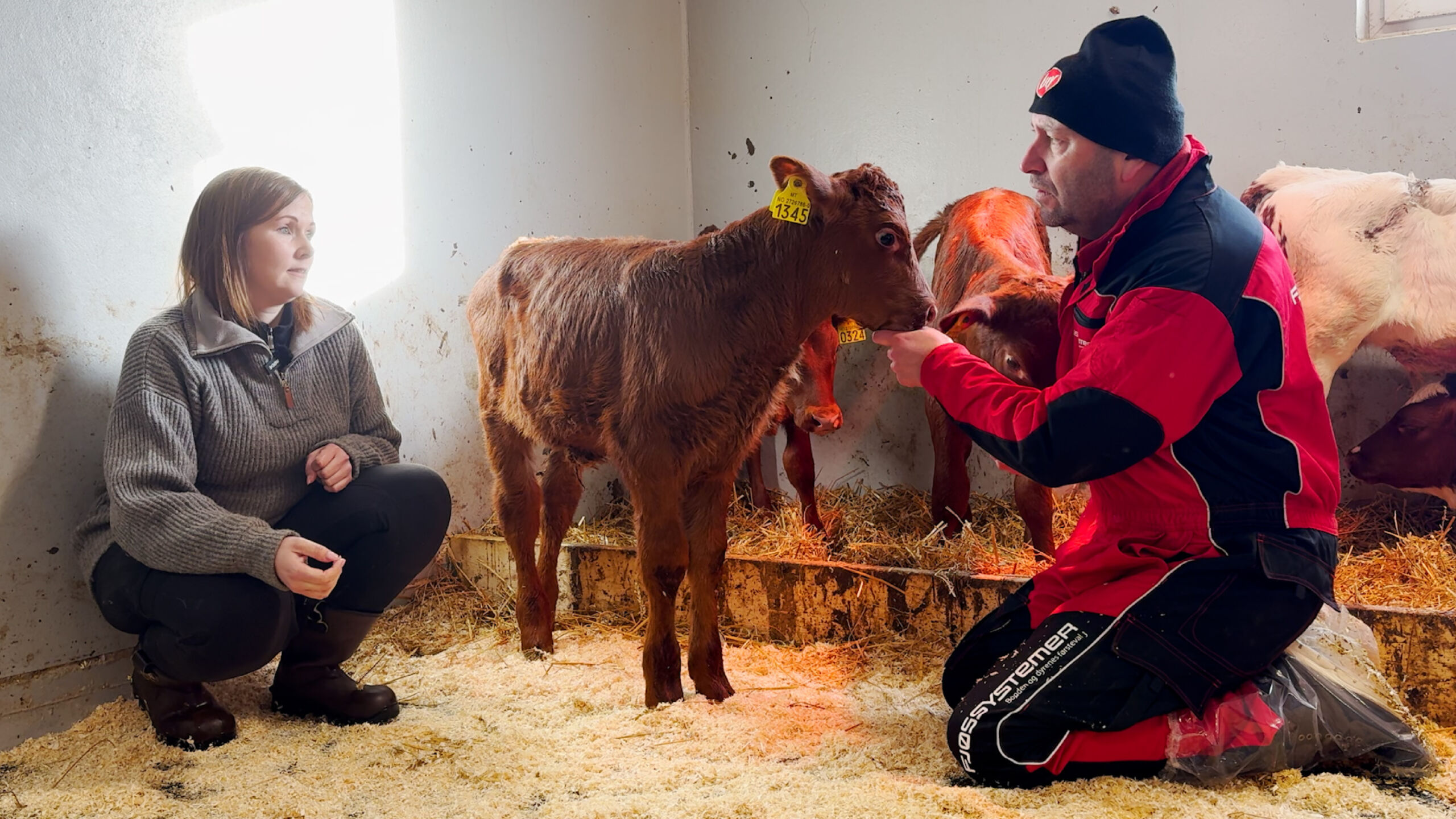 Kalveavdelingen hos Ida og Raymond