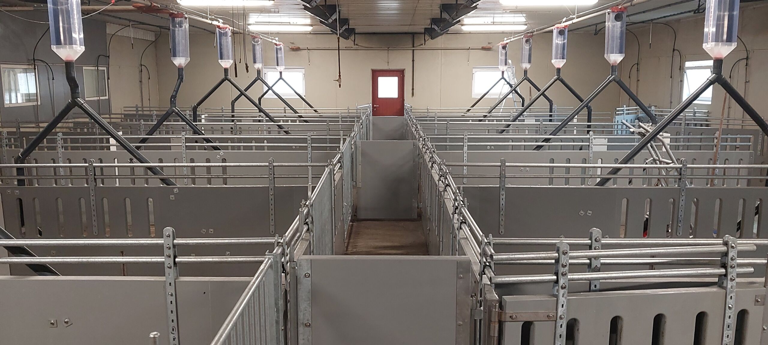 Fra slaktegrisbesetning til FTS kombinert besetning!