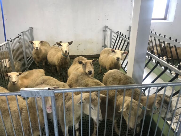 Gammel ungdyravdeling til sauefjøs