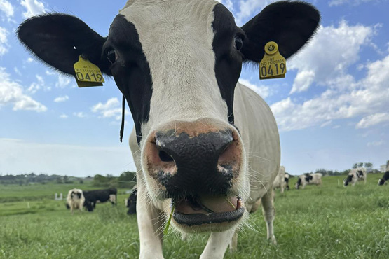 Norsk Holstein kongress 2025 Norsk Holstein kongress 2025