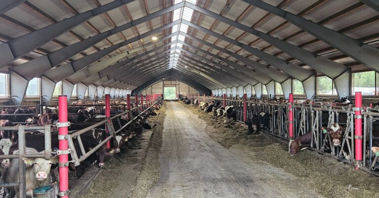 Tilbygg oksefjøs i Overhalla