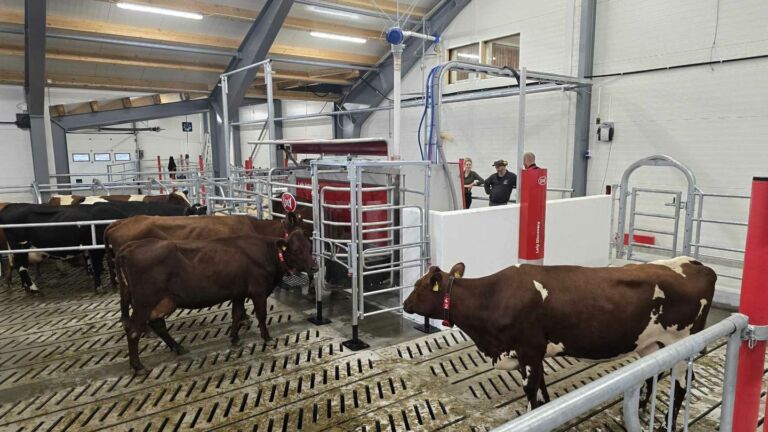 Komplett fjøs i Steigen