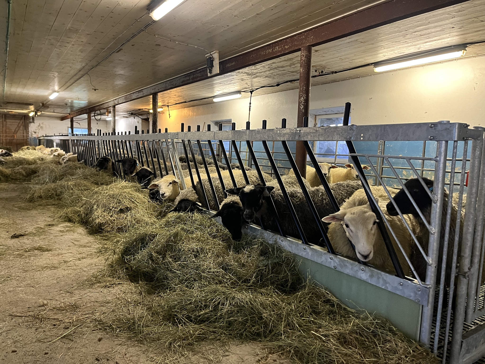 Ombygging av sauefjøs