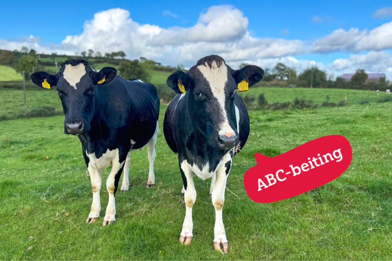 ABC-beiting hos irske melkeprodusenter ABC-beiting hos irske melkeprodusenter