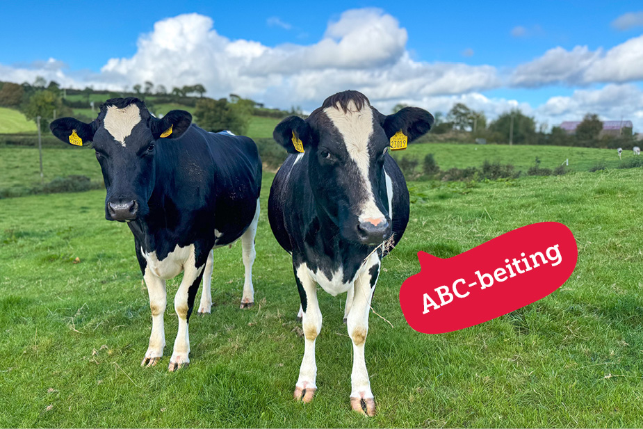 ABC-beiting hos irske melkeprodusenter ABC-beiting hos irske melkeprodusenter