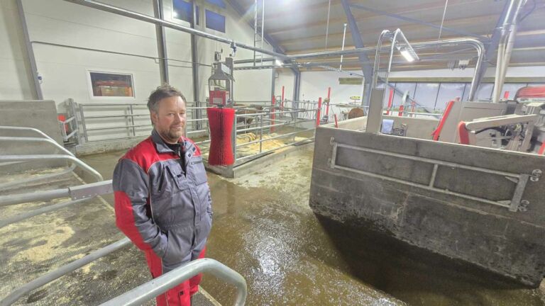 Nytt melkekufjøs i Sømna