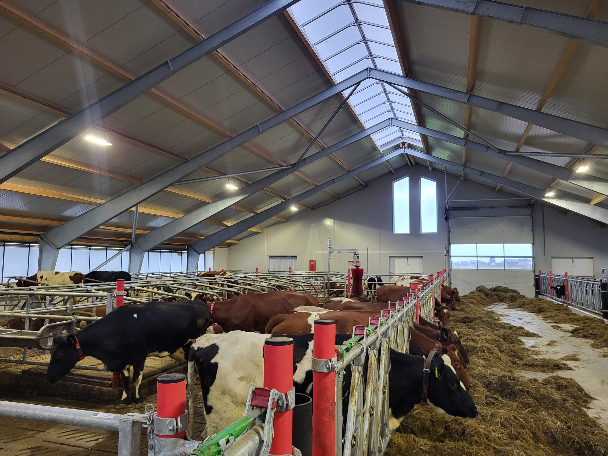 Nytt melkekufjøs i Randaberg