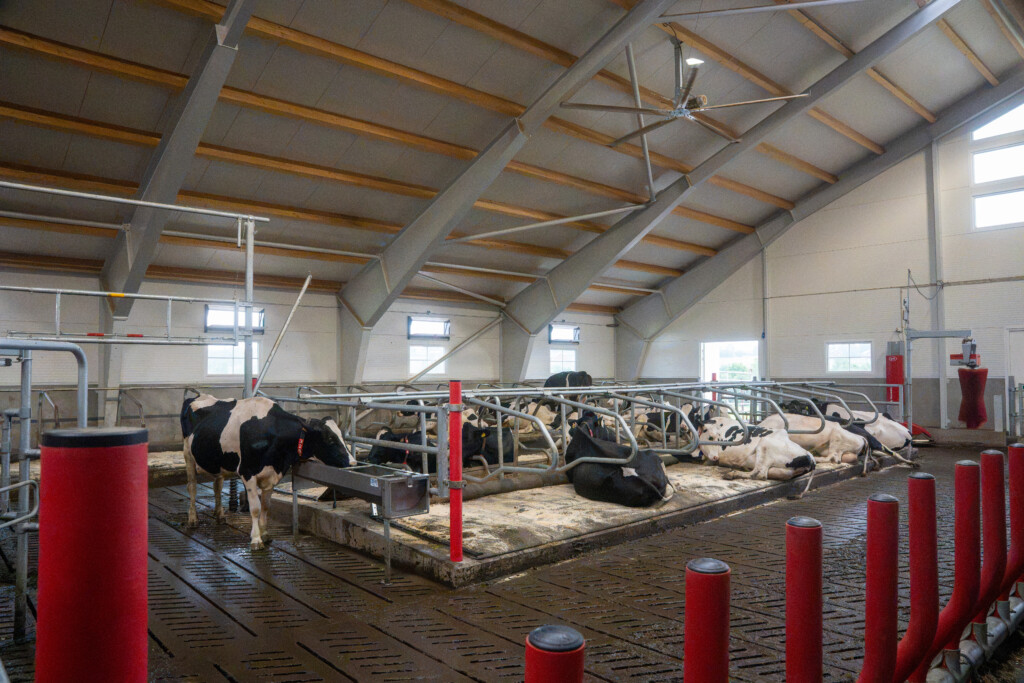 Karoline Rustad. Ottestad, juni 2026. Holstein