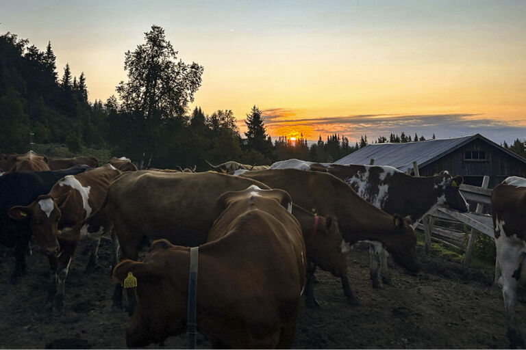 Landbruk i Fjellregionen Landbruk i Fjellregionen