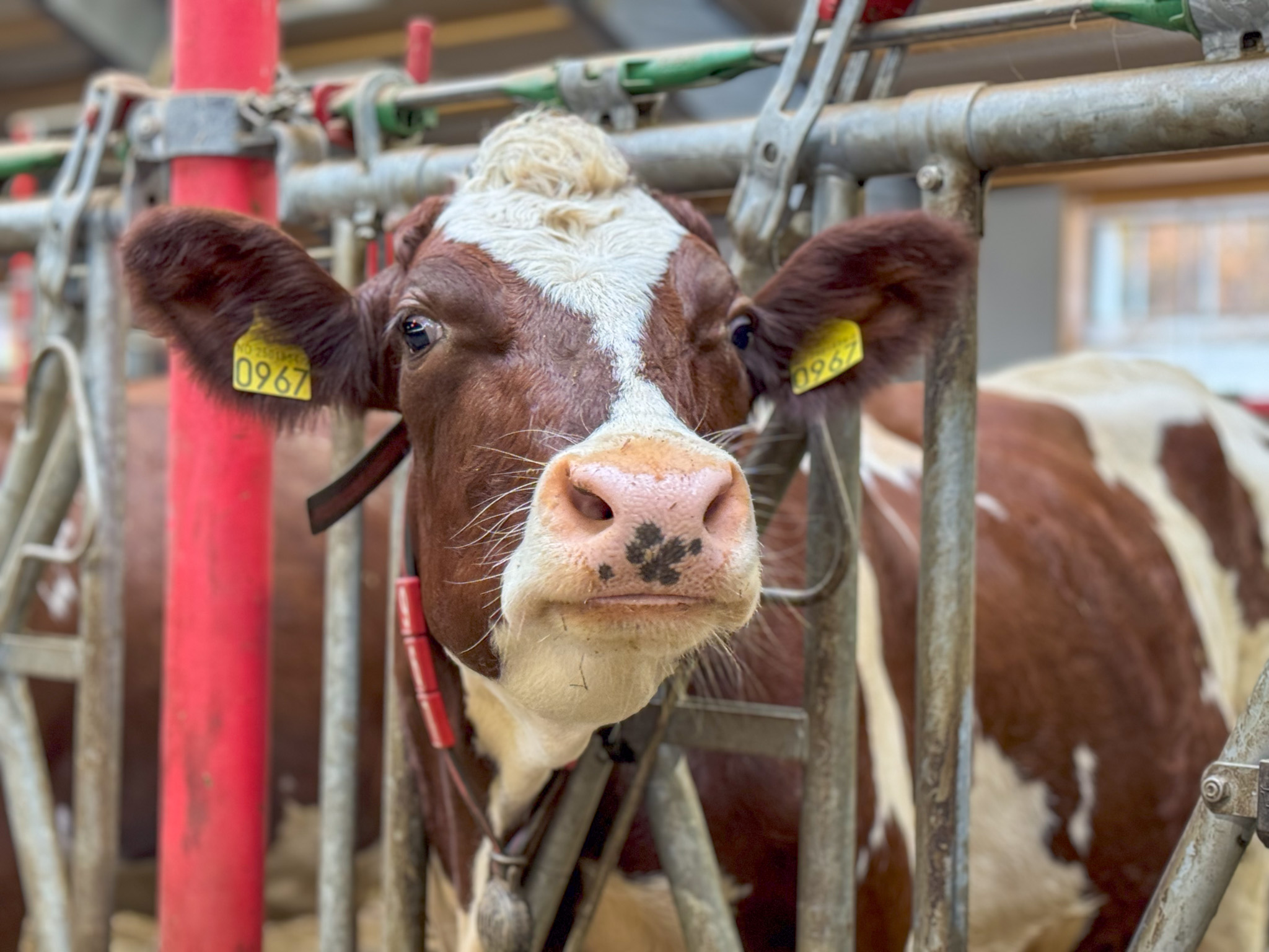 «Melk 2025» kraftfôr og daglige rutiner (management)