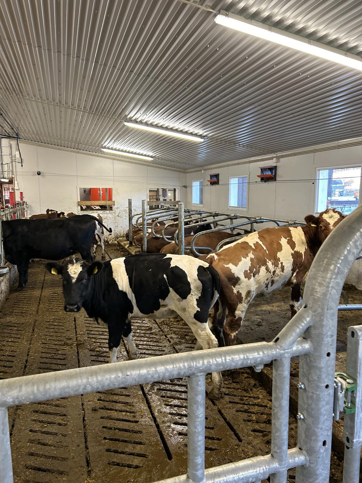 Påbygg melkekufjøs på Fåvang