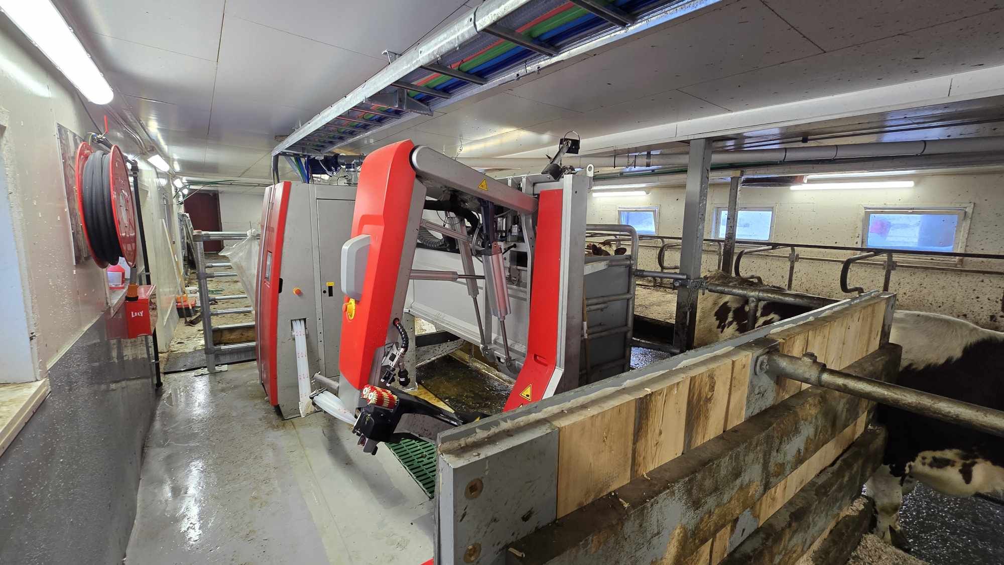 Fra gris til melkeku