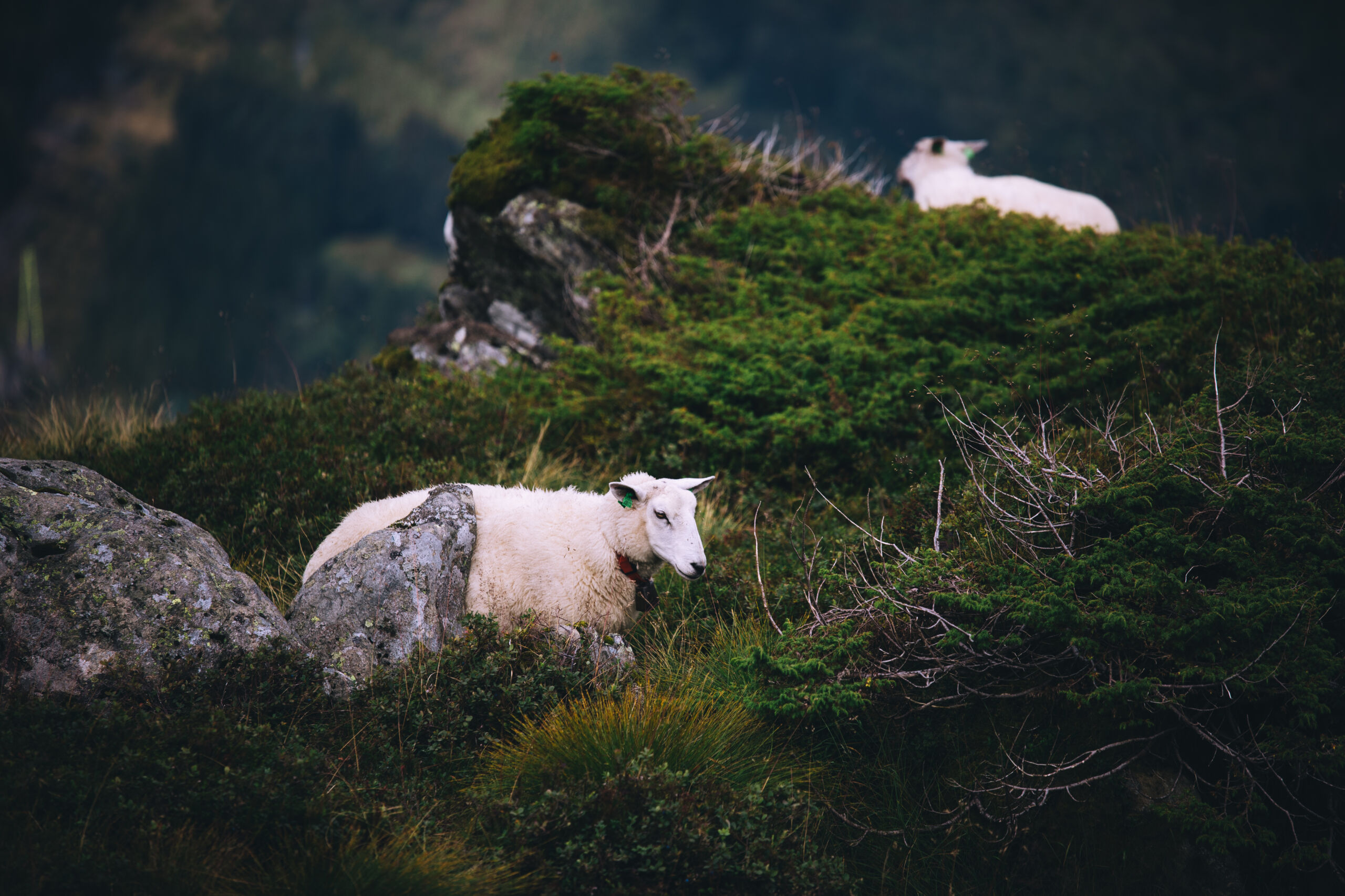 Ønsker du å optimalisere driften og få inspirasjon til nye løsninger i sauefjøset?