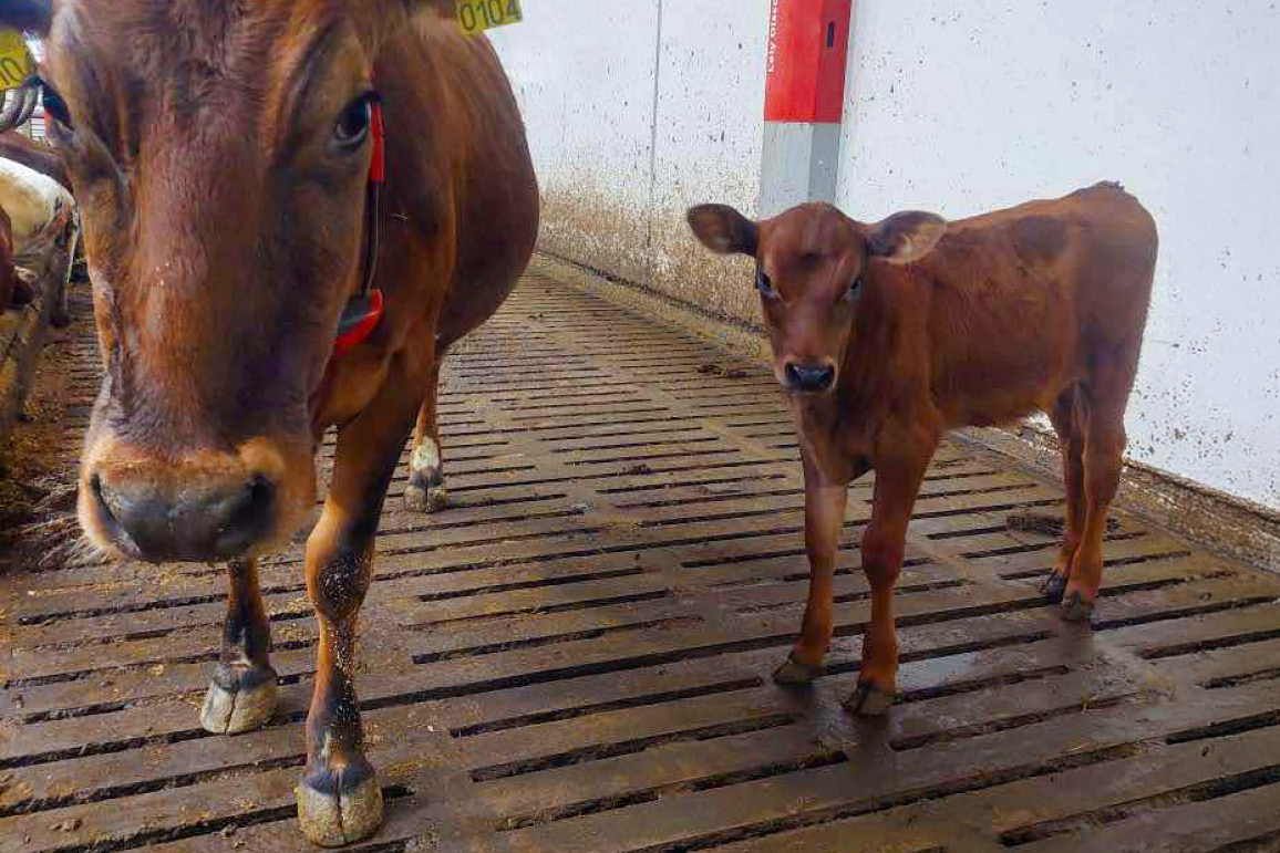 Ku og kalv sammen – en suksesshistorie fra Gjesdal