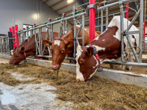 Friskt fôr og god plass på fôrbrettet hos Ugland gård