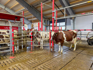 Friskt fôr og god plass på fôrbrettet hos Ugland gård