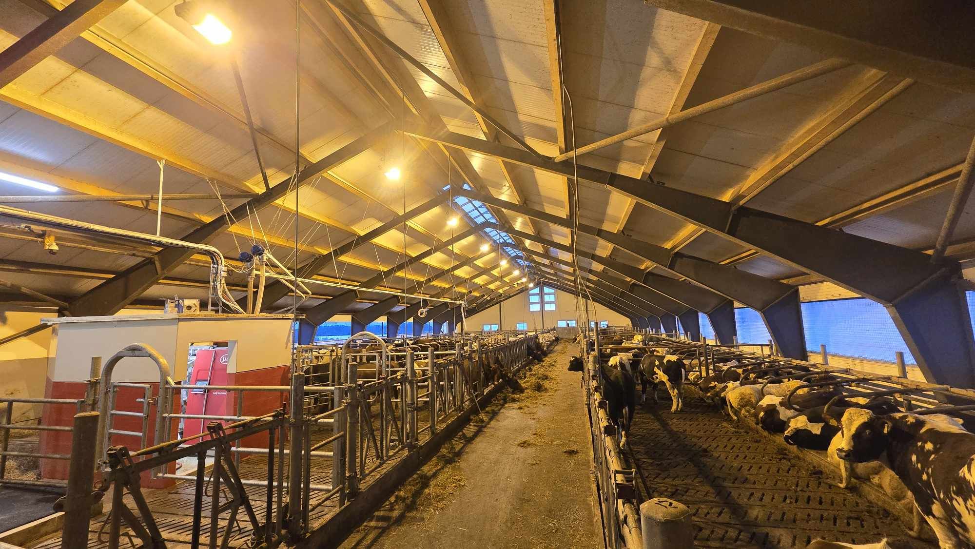 Oppgradering av melkekufjøs på Strand i Nærøy
