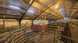 Lely A5 melkerobot hos Arne Ivar Ramstad, Strand i Nærøy, 2025