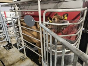 Lely A4 melkerobot hos May Sissel og Sveinar Vadla i Årdal, februar 2025