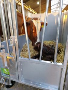 631326b7-fdb0-4841-8bad-277d4db66cac Topcalf, kalveinnredning
